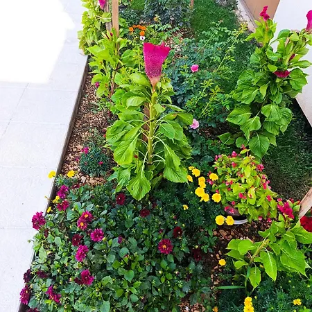 Poolside Escape Ostanak kod kuće